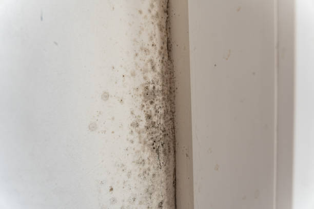 Best Mold Prevention Services  in Allentown, NJ